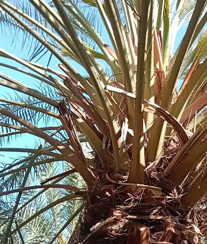 القصيم - البكيرية -