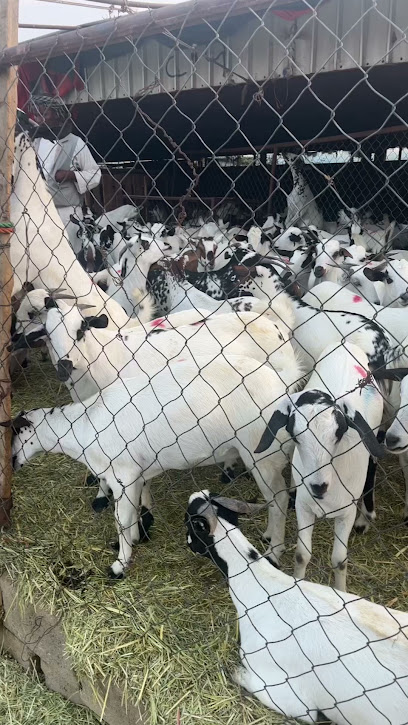 FAAZ للإلكترونيات - Saudi Arabia|Abha 62521|3610