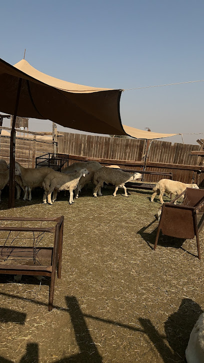 Sendan Laydownyard - Saudi Arabia|Yanbu 46438