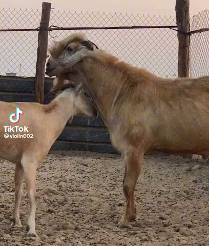 تساهيل للكتروتدنيلت - تبوك - +966 53 719 3096