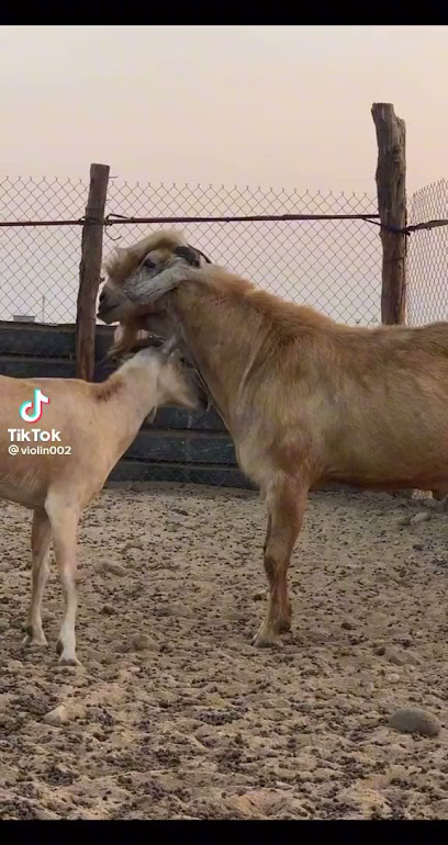 تساهيل للكتروتدنيلت - Saudi Arabia|Tabuk 51172|Almunshiyah Al Qadimah|20