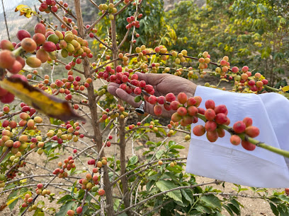 مزرعة البُن الخولاني لصحبها مفرح سلمان الحريصي - الحشر - +966 55 858 2568